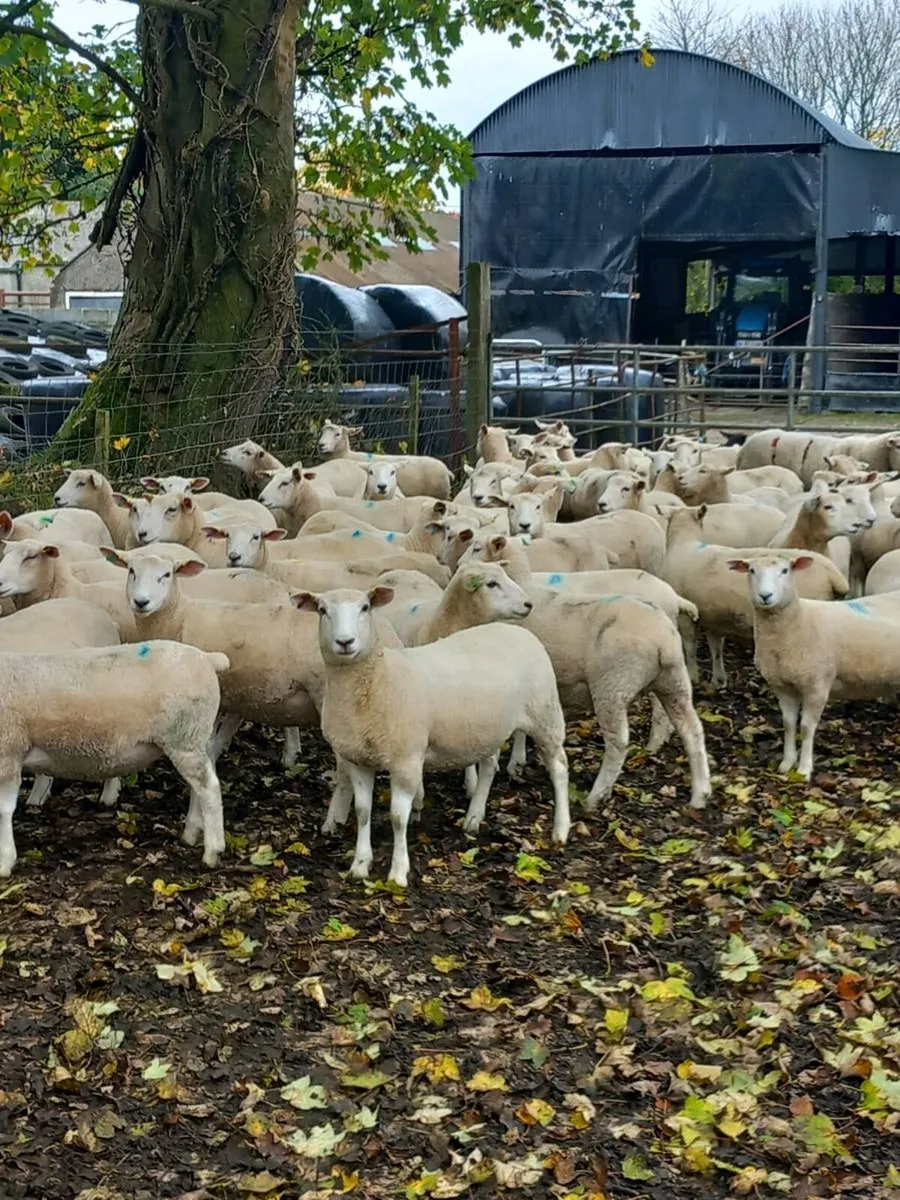 Tefrom Rams - Image 4