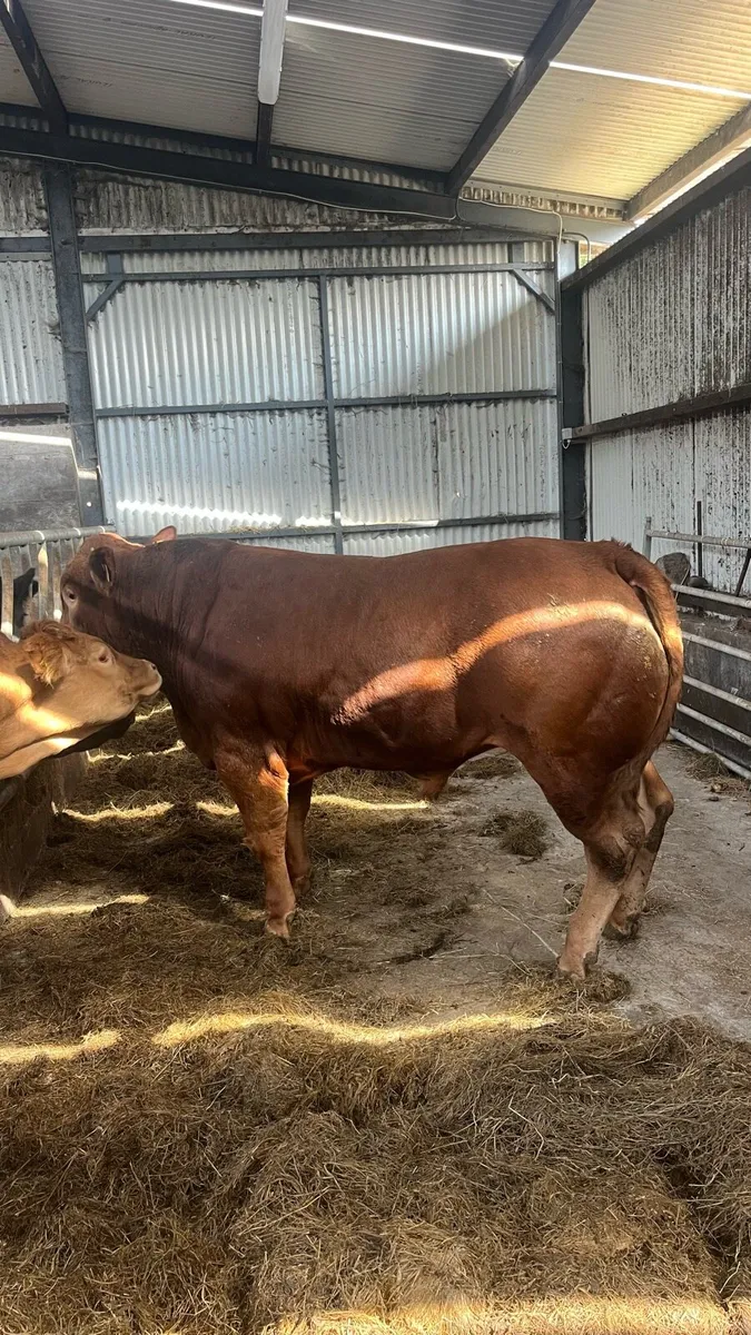 PB limousin bull - Image 1