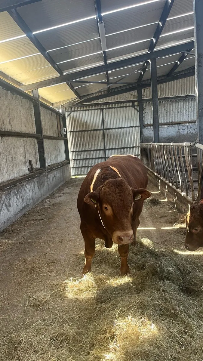 PB limousin bull - Image 2
