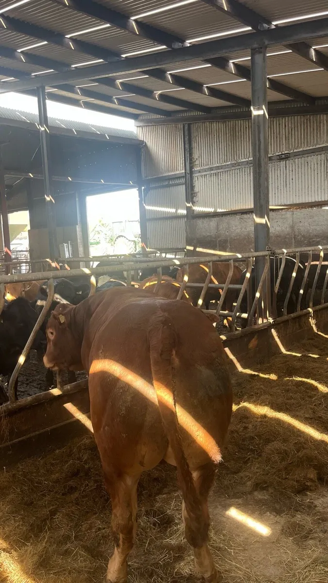 PB limousin bull - Image 3
