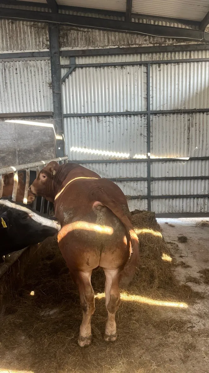PB limousin bull - Image 4