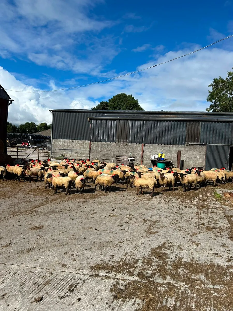 100 quality ewe lambs - Image 1