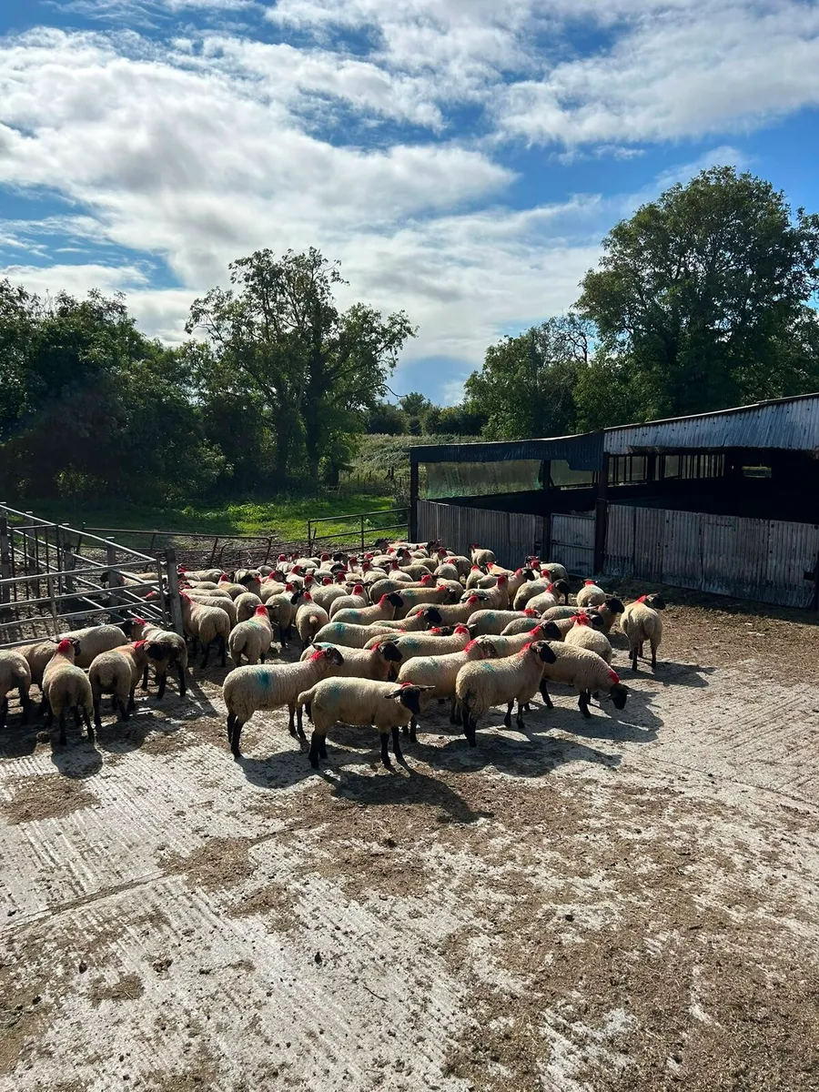 100 quality ewe lambs - Image 2