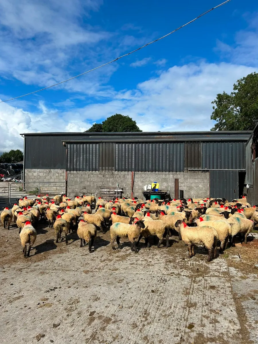 100 quality ewe lambs - Image 4