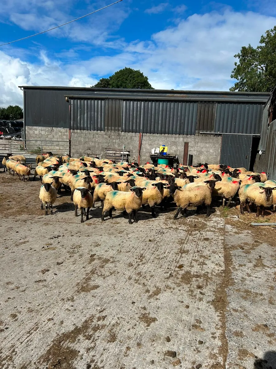 100 quality ewe lambs - Image 3