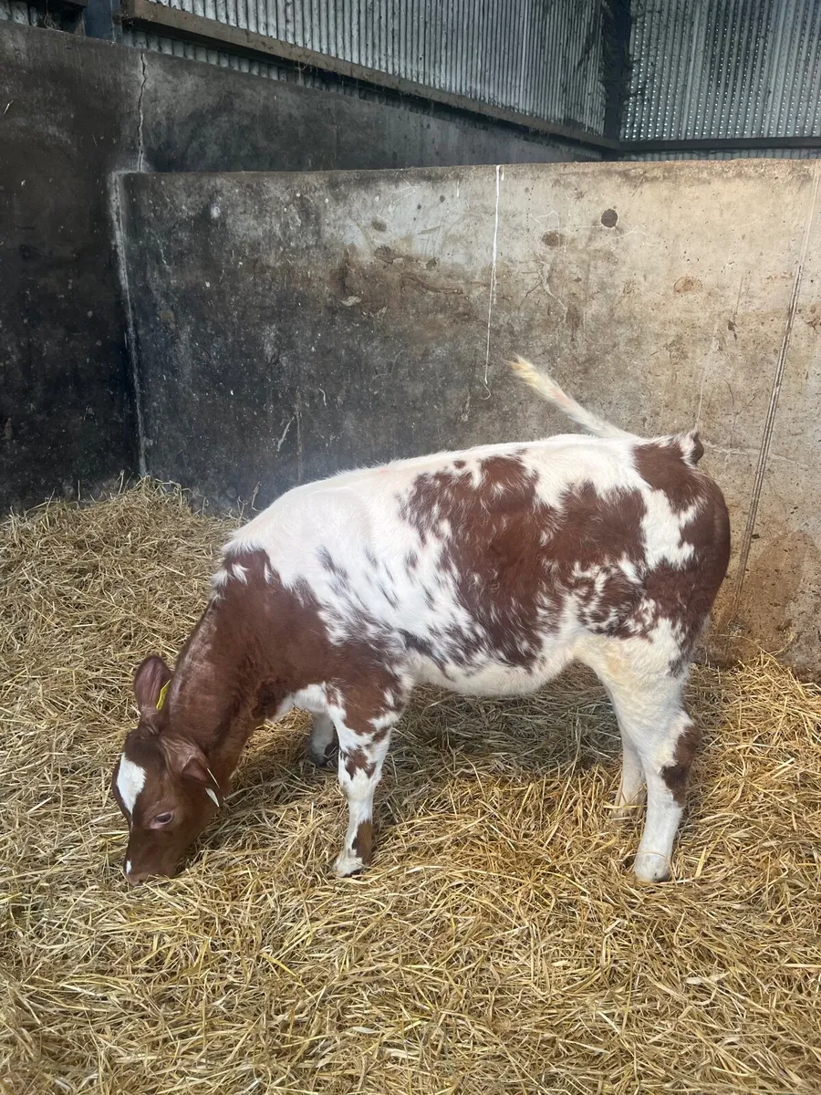 Red Belgian  Blue Heifer - Image 1