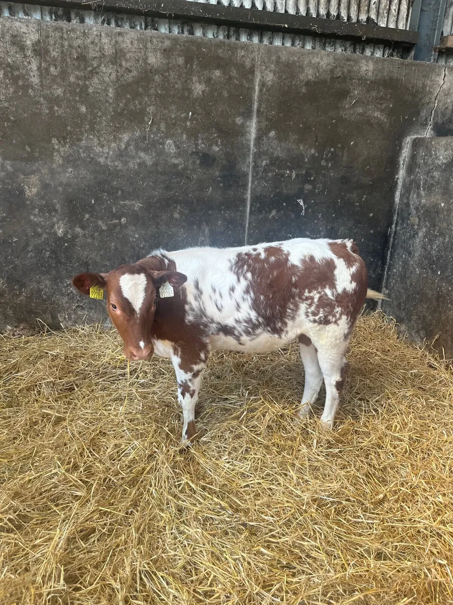 Red Belgian  Blue Heifer - Image 3