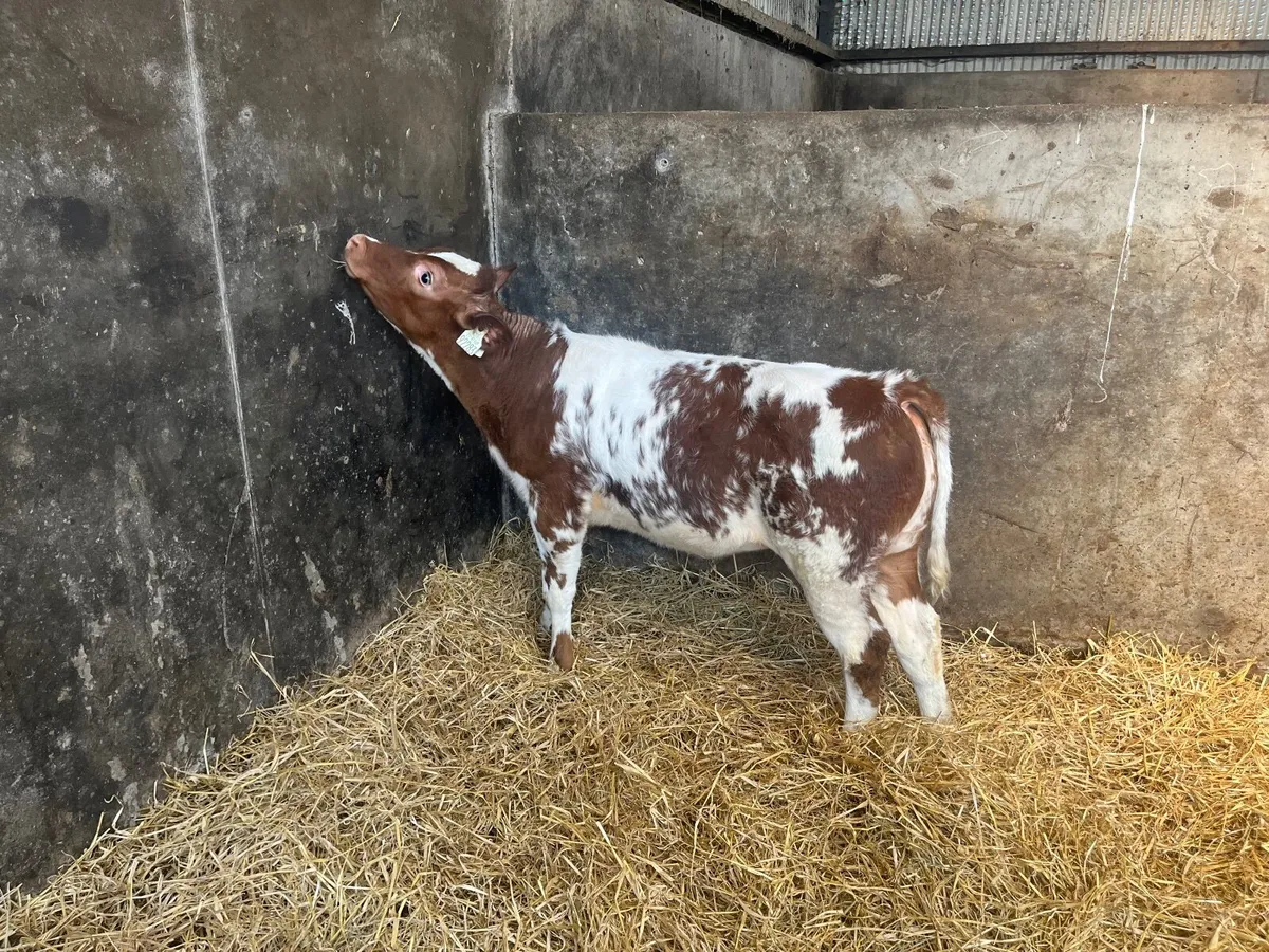 Red Belgian  Blue Heifer - Image 2