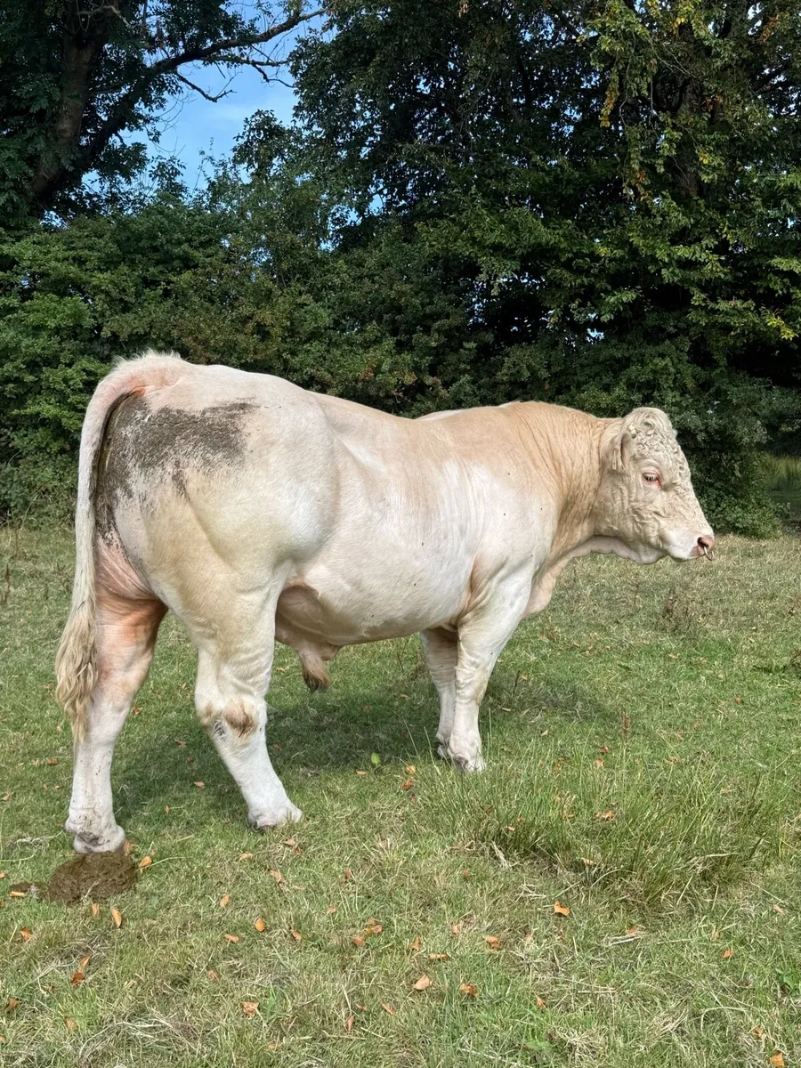 5 star Charolais bull - Image 2