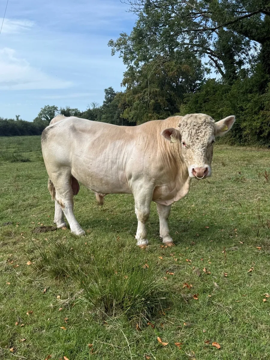 5 star Charolais bull - Image 3