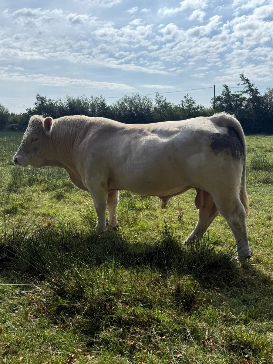 5 star Charolais bull - Image 1