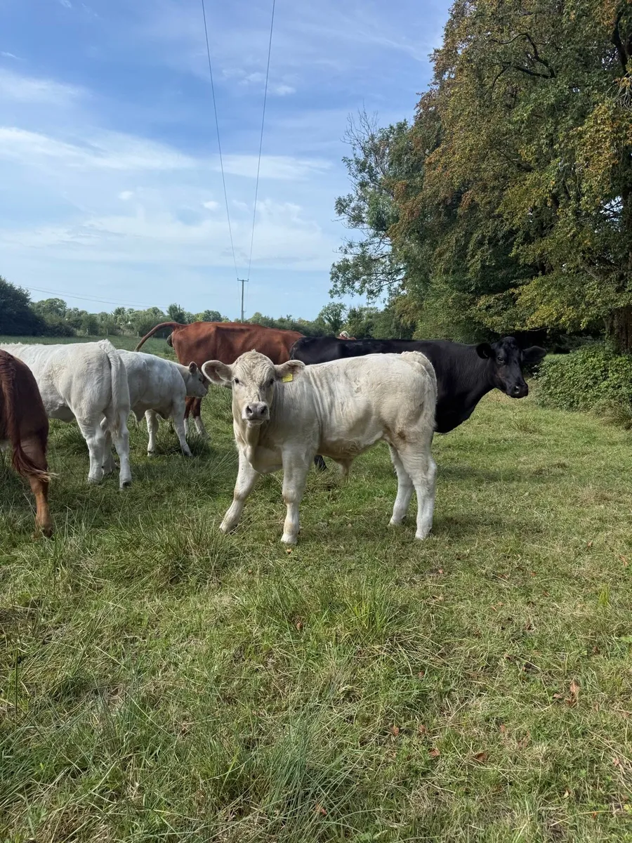 5 star Charolais bull - Image 4
