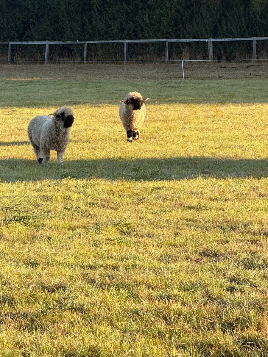 Valais black nose sheep - Image 1