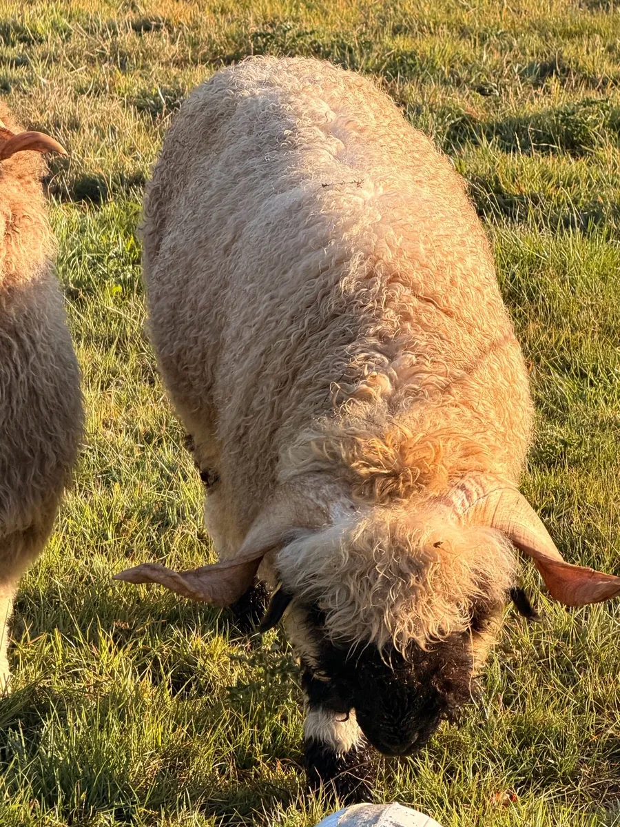 Valais black nose sheep - Image 3