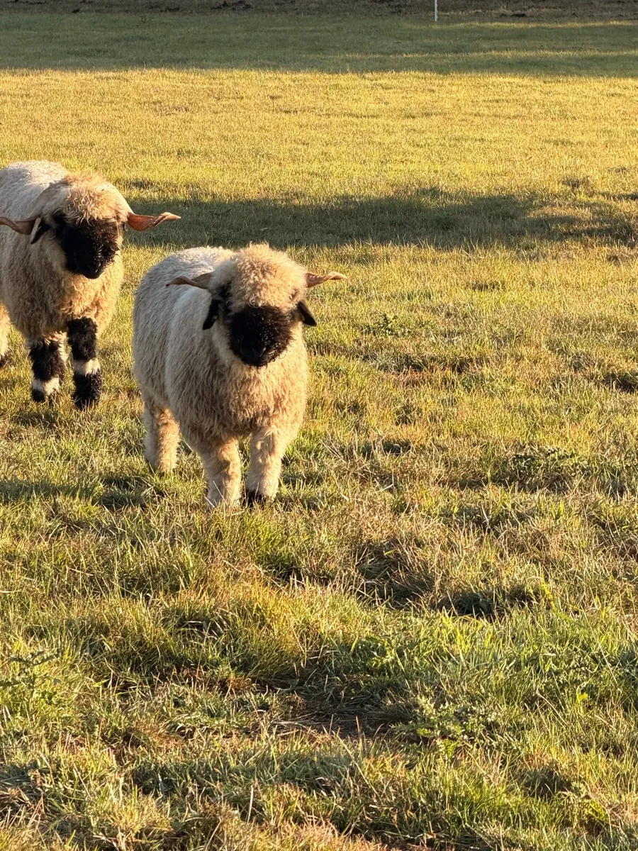 Valais black nose sheep - Image 2