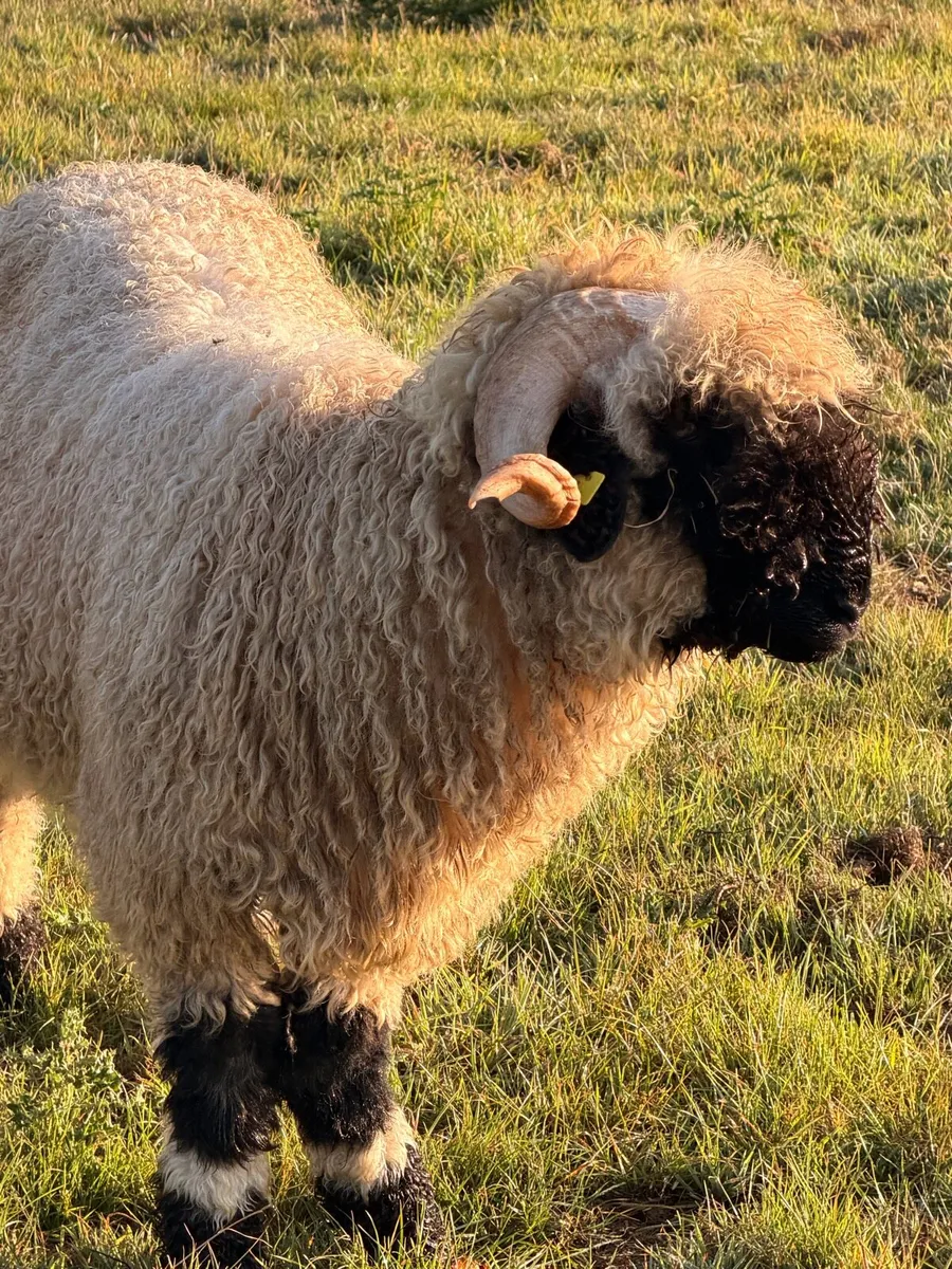 Valais black nose sheep - Image 4
