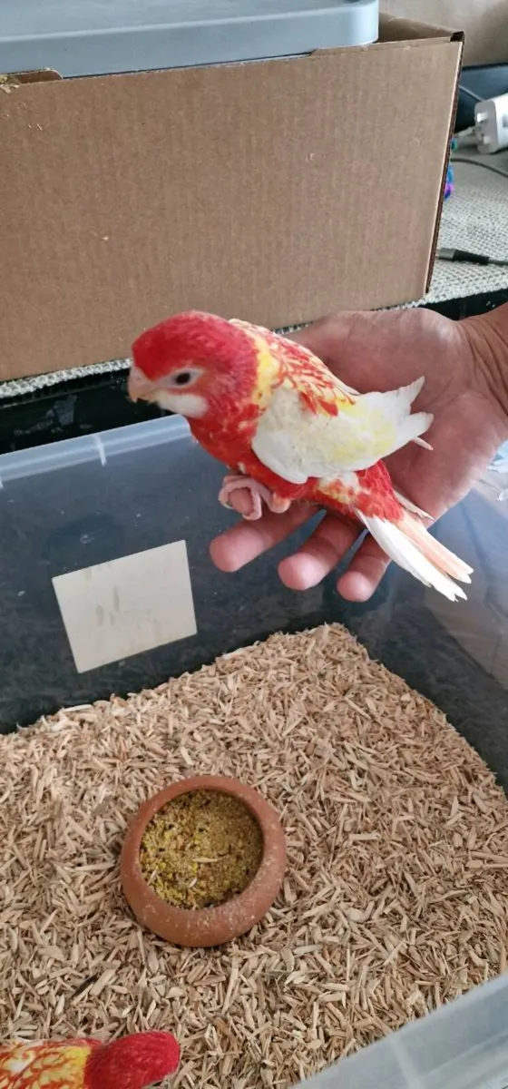 Rosella Rubino - Image 3