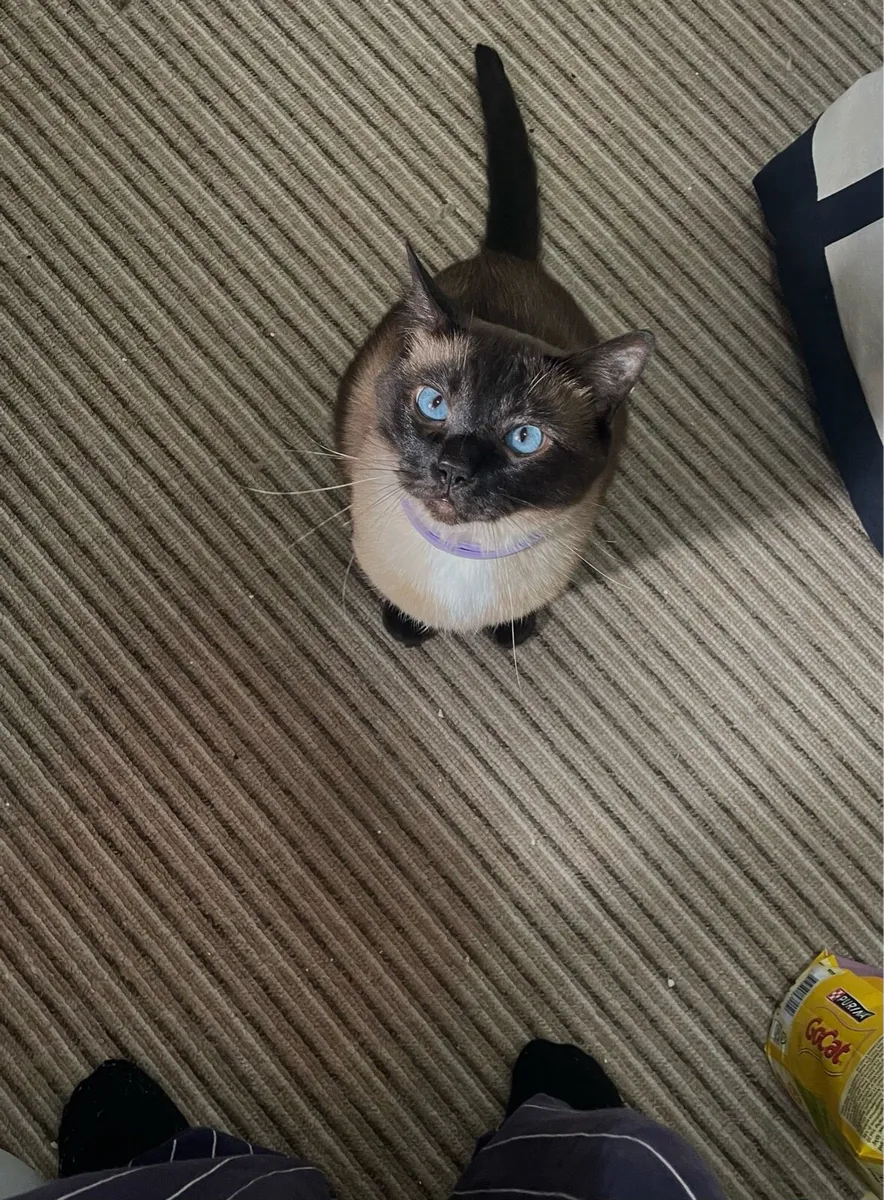Siamese - Image 1