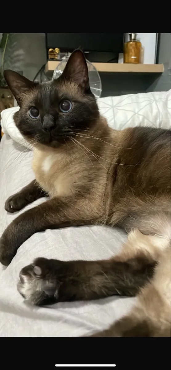 Siamese - Image 4