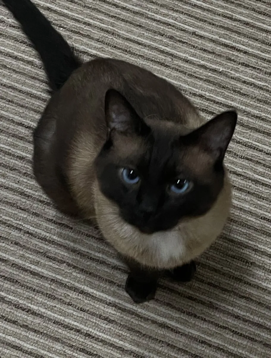 Siamese - Image 2