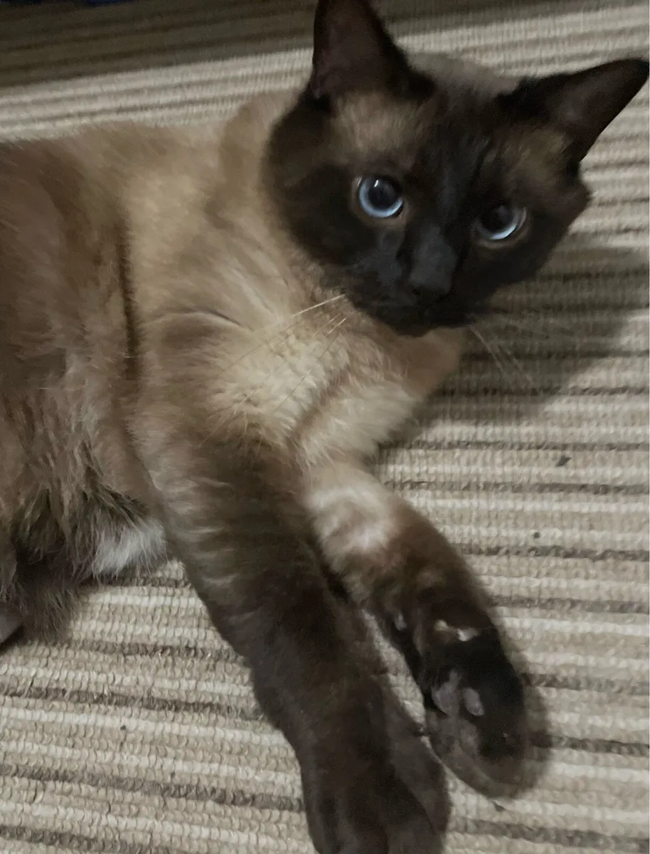 Siamese - Image 3
