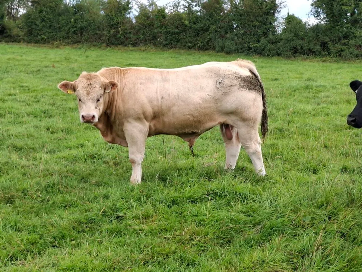 10 E & U Grade Weanling Bulls Mohill August 26th - Image 2