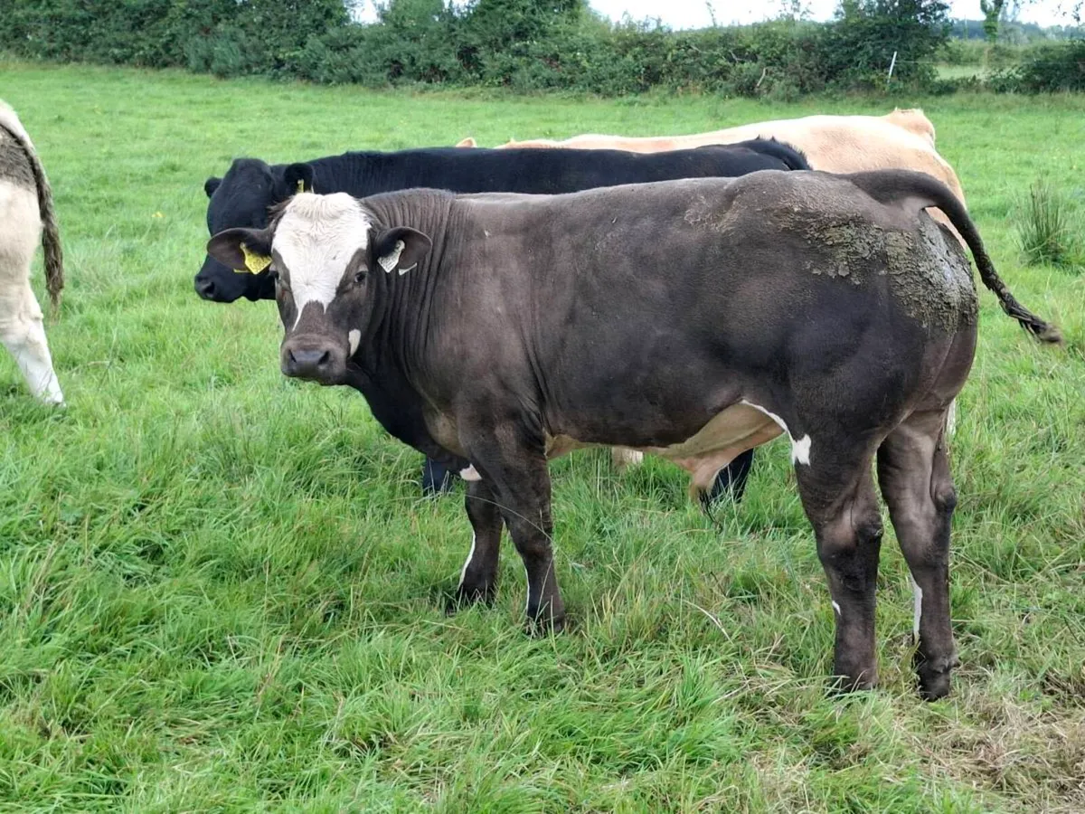 10 E & U Grade Weanling Bulls Mohill August 26th - Image 3