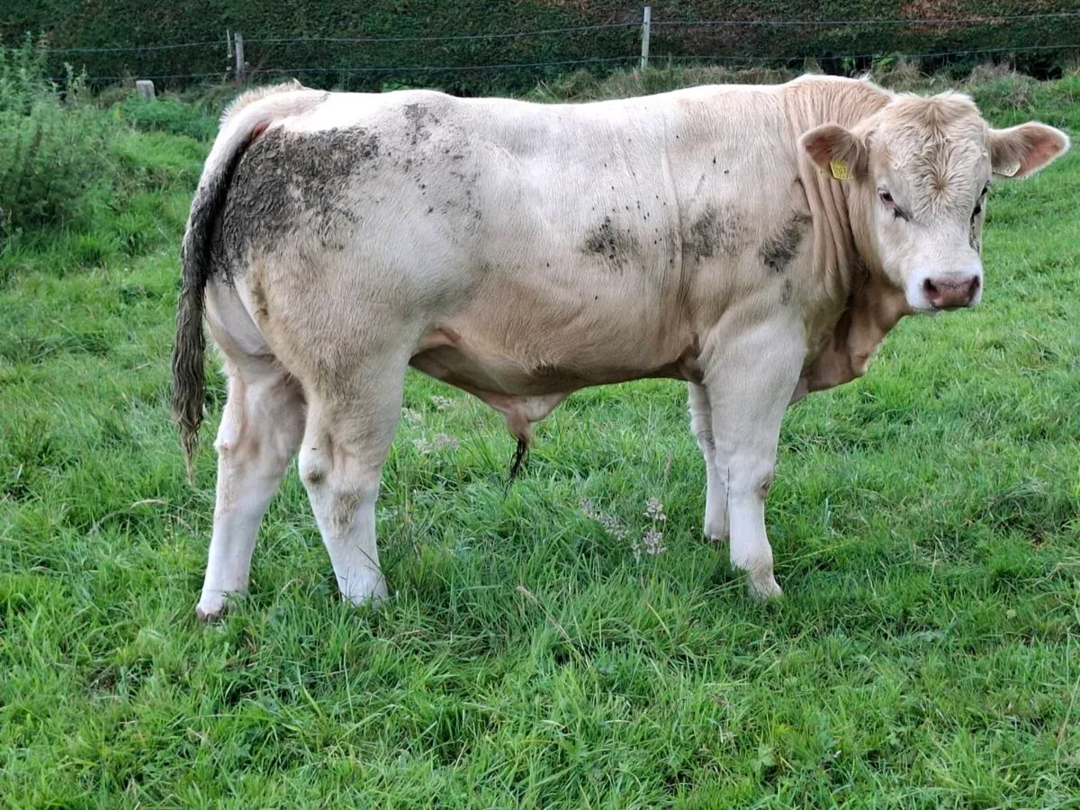 10 E & U Grade Weanling Bulls Mohill August 26th - Image 4