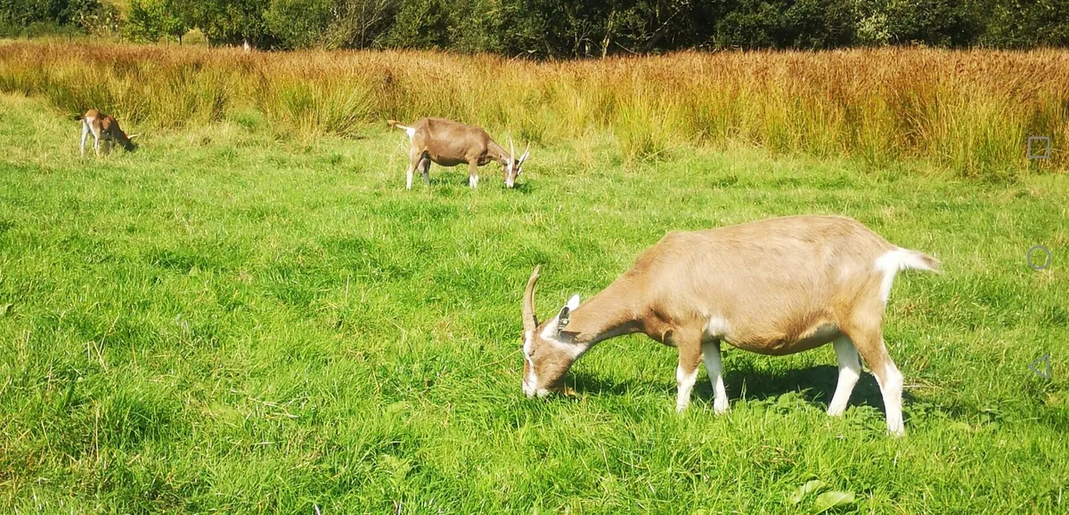 Female goats - Image 2