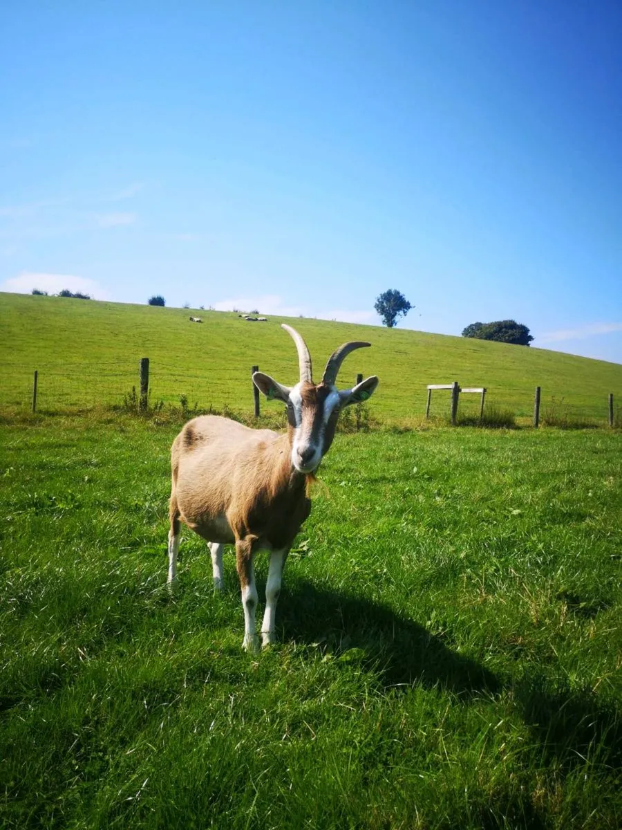 Female goats - Image 1