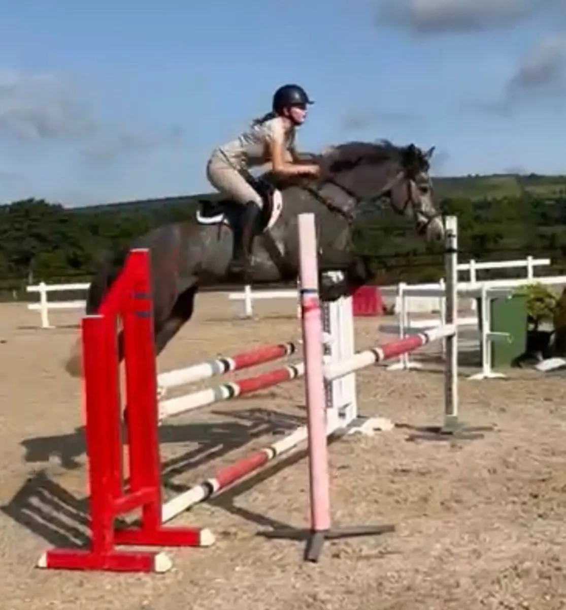15.2hh super talented 7yo Connemara gelding - Image 4