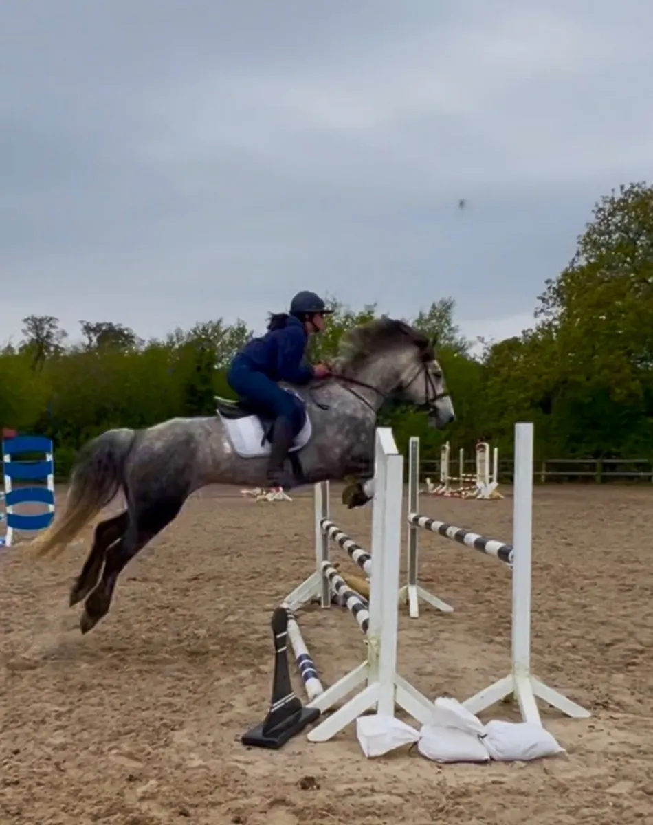 15.2hh super talented 7yo Connemara gelding - Image 1
