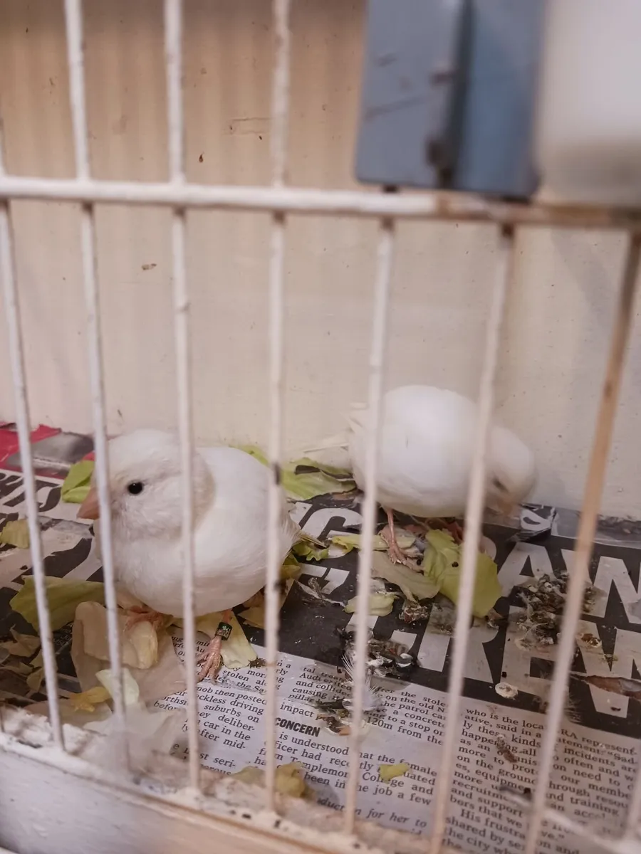 Birds - Image 2