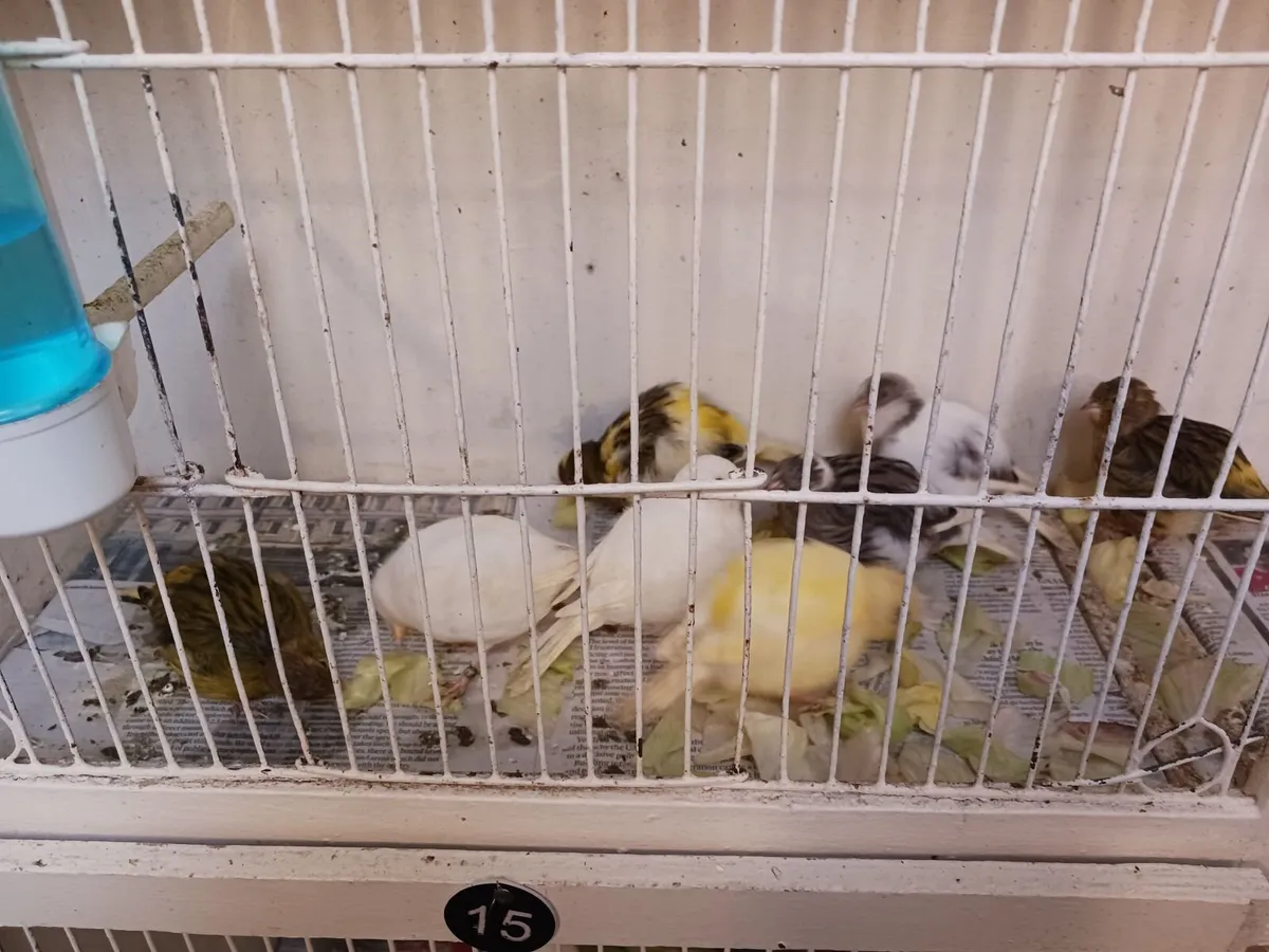Birds - Image 1