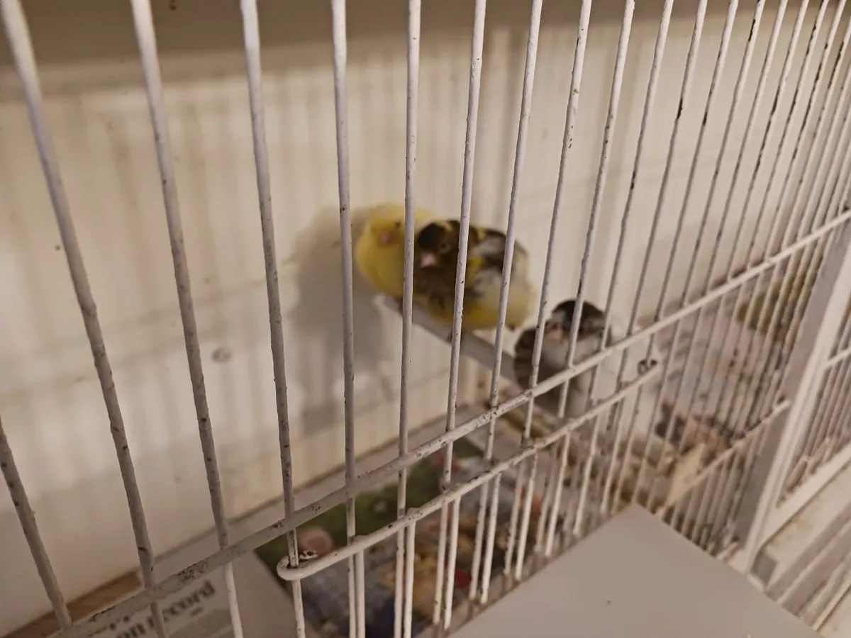 Birds - Image 4