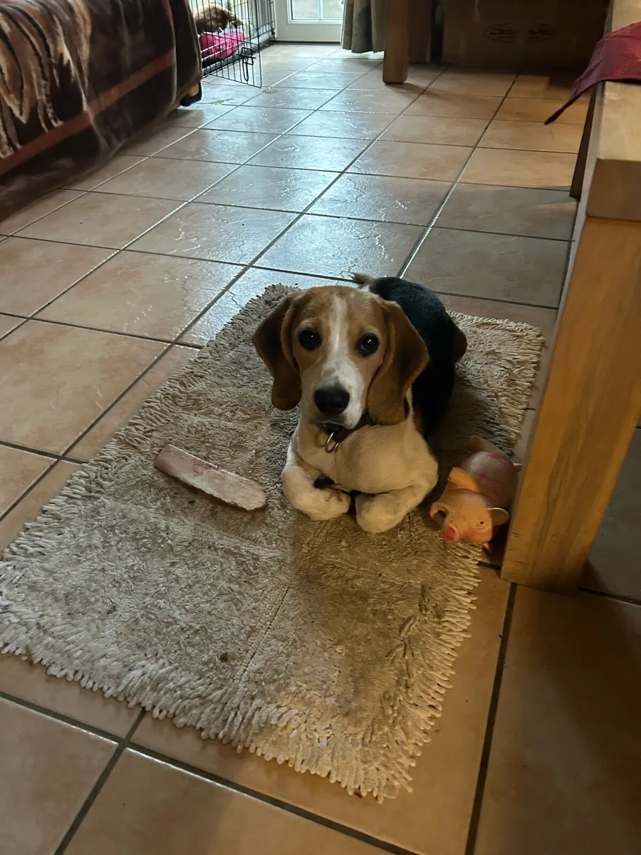 Dog sitting service in Delvin private house. - Image 3
