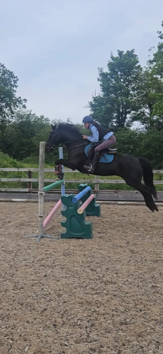 Proven 148cm All rounder - Image 1
