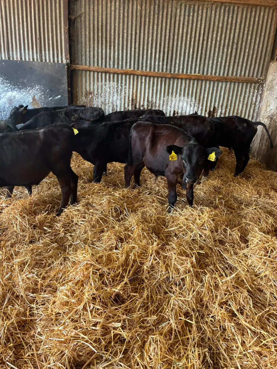 Angus bulls - Image 2