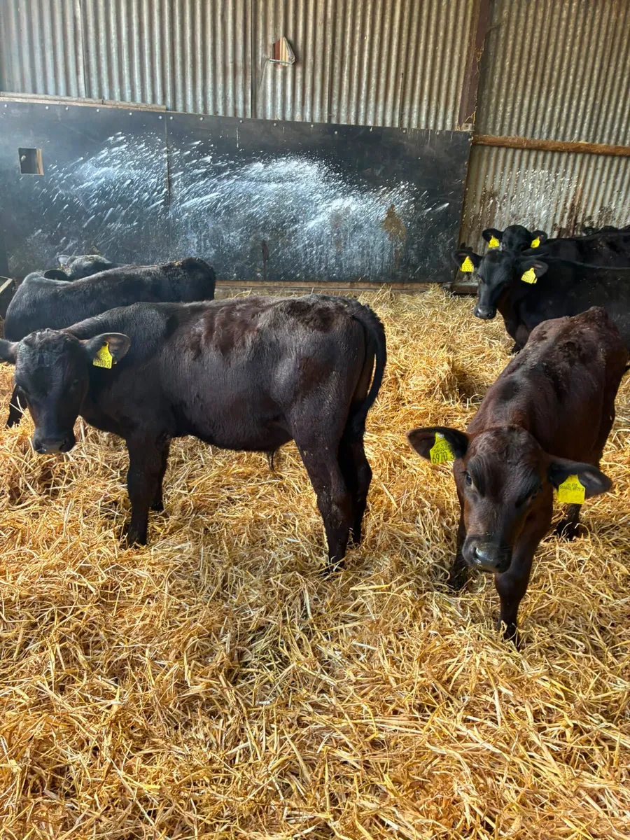Angus bulls - Image 3
