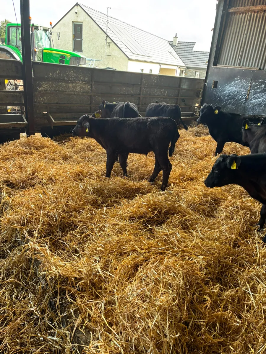Angus bulls - Image 1