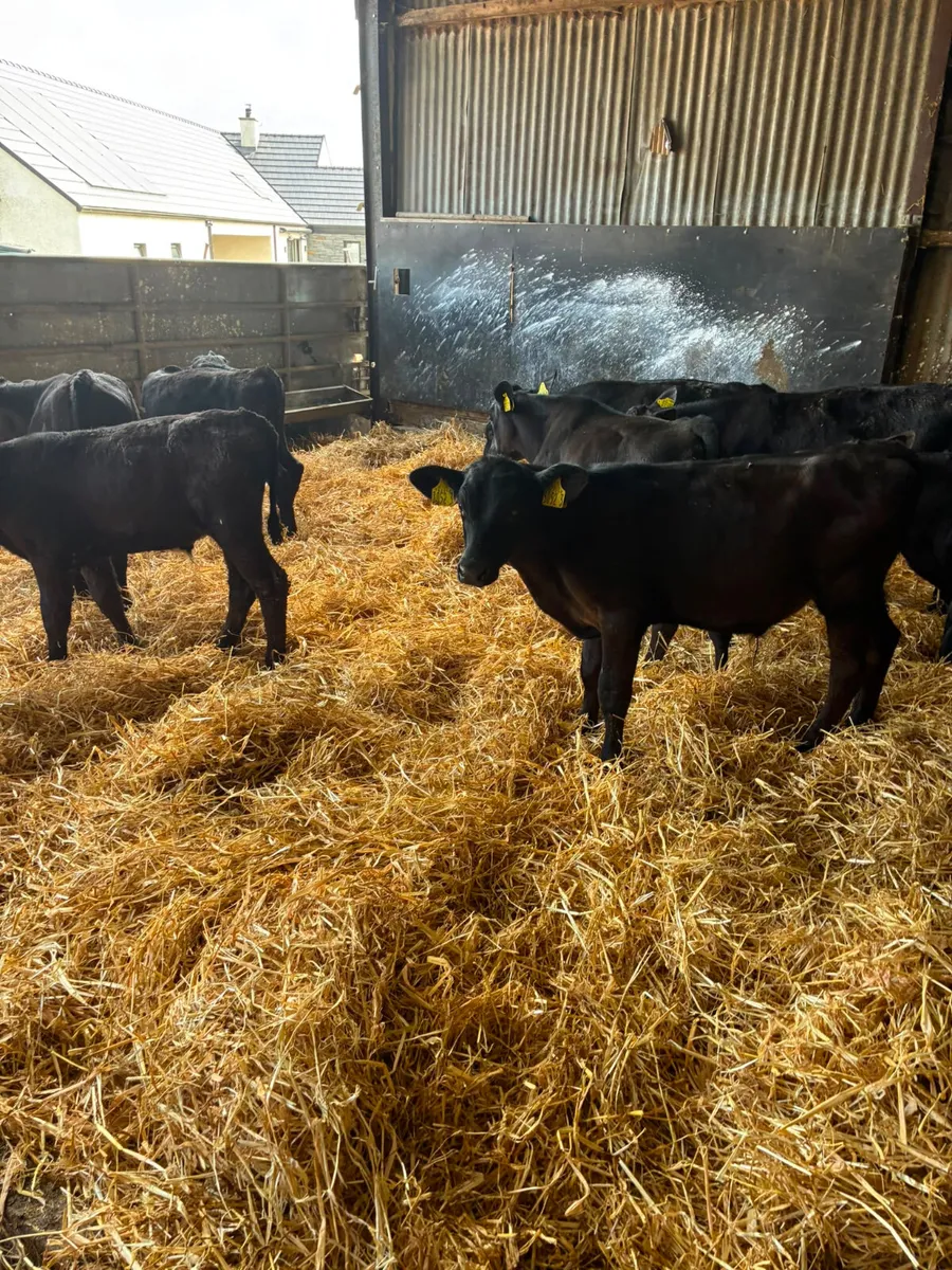 Angus bulls - Image 4