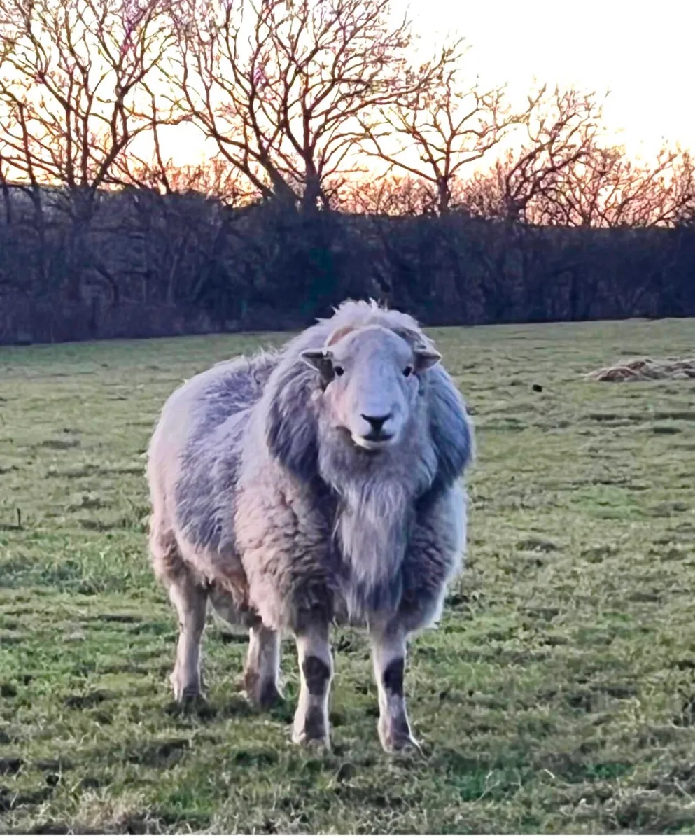 Organic certified Herdwick Hogget Ewes x 7 + Ram - Image 2