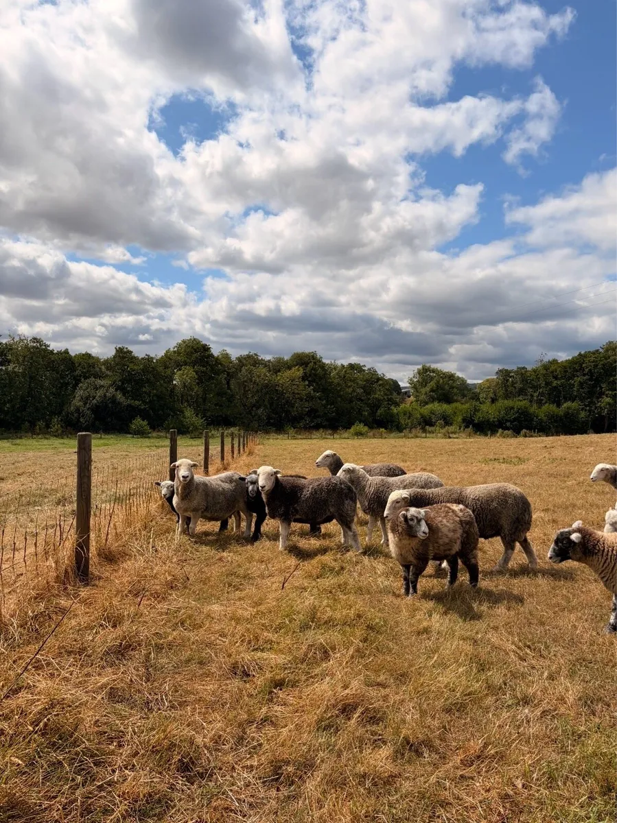 Organic certified Herdwick Hogget Ewes x 7 + Ram - Image 1
