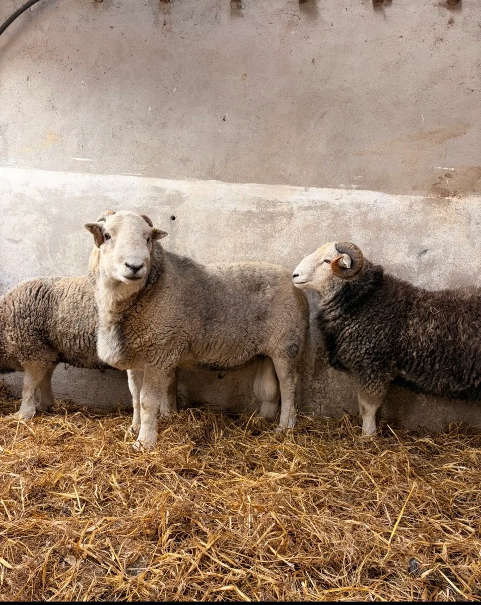 Organic certified Herdwick Hogget Ewes x 7 + Ram - Image 3