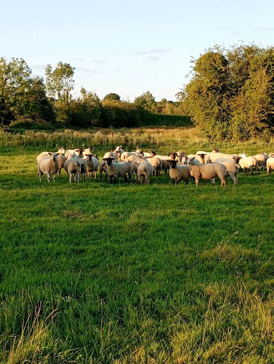 Suffolk Cross Ewe Hoggets - Image 1