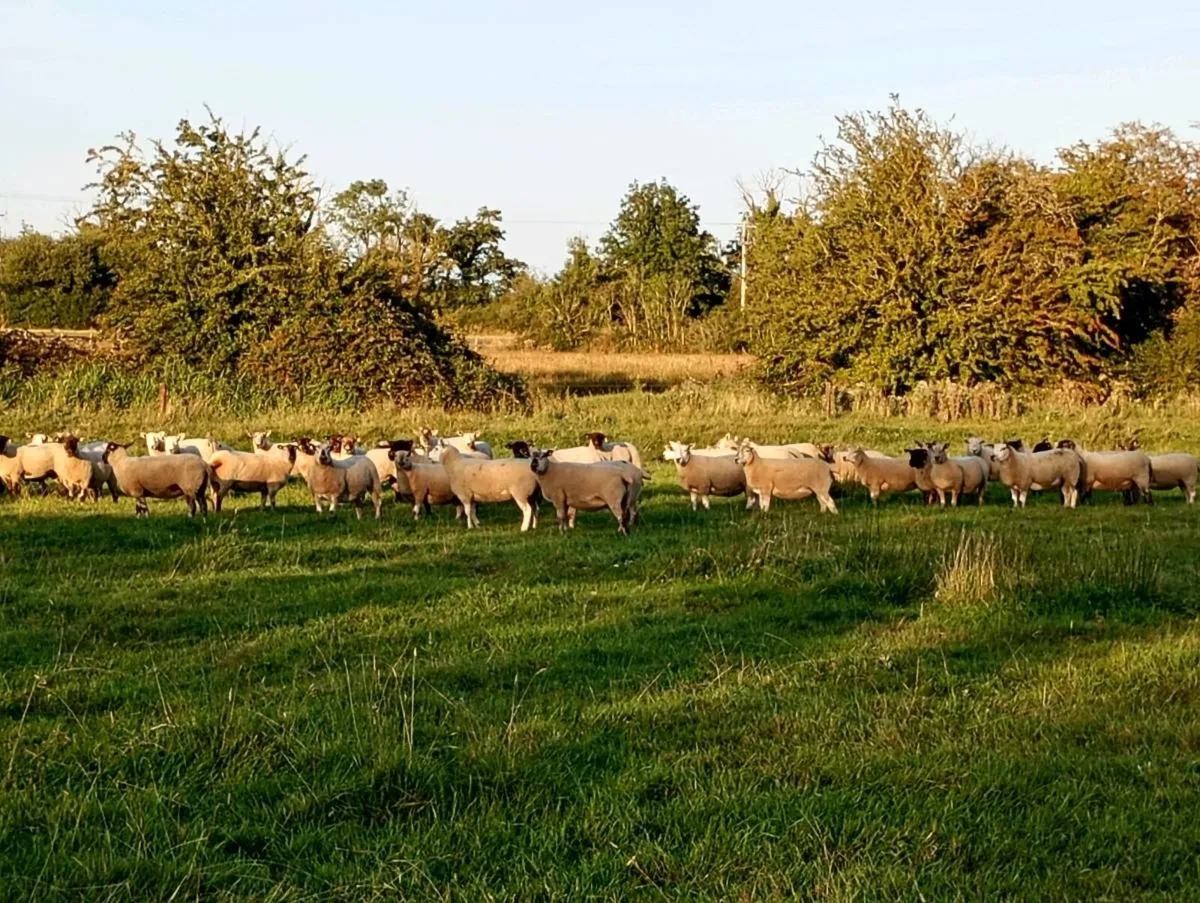 Suffolk Cross Ewe Hoggets - Image 3