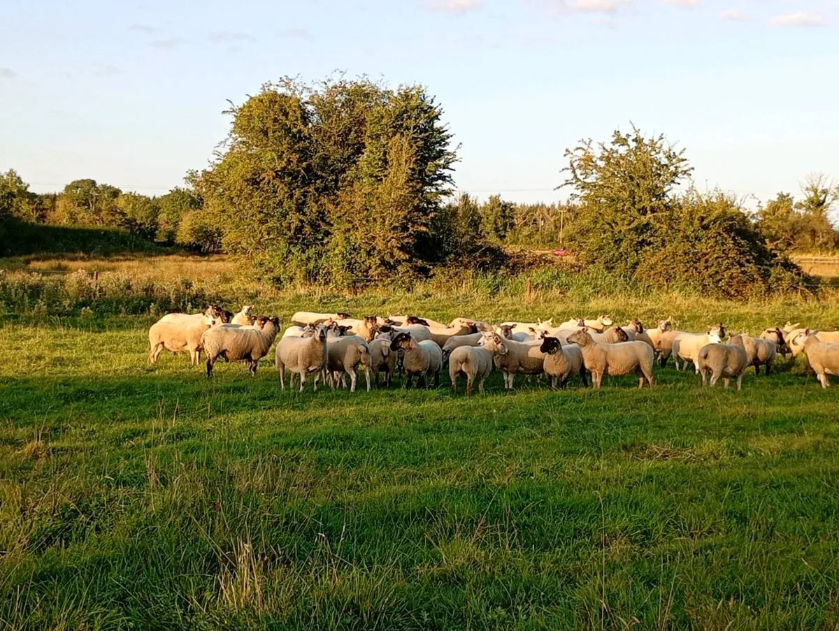 Suffolk Cross Ewe Hoggets - Image 2