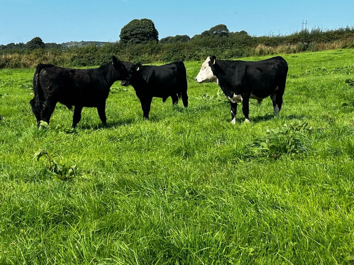 8 Bullocks - Image 2