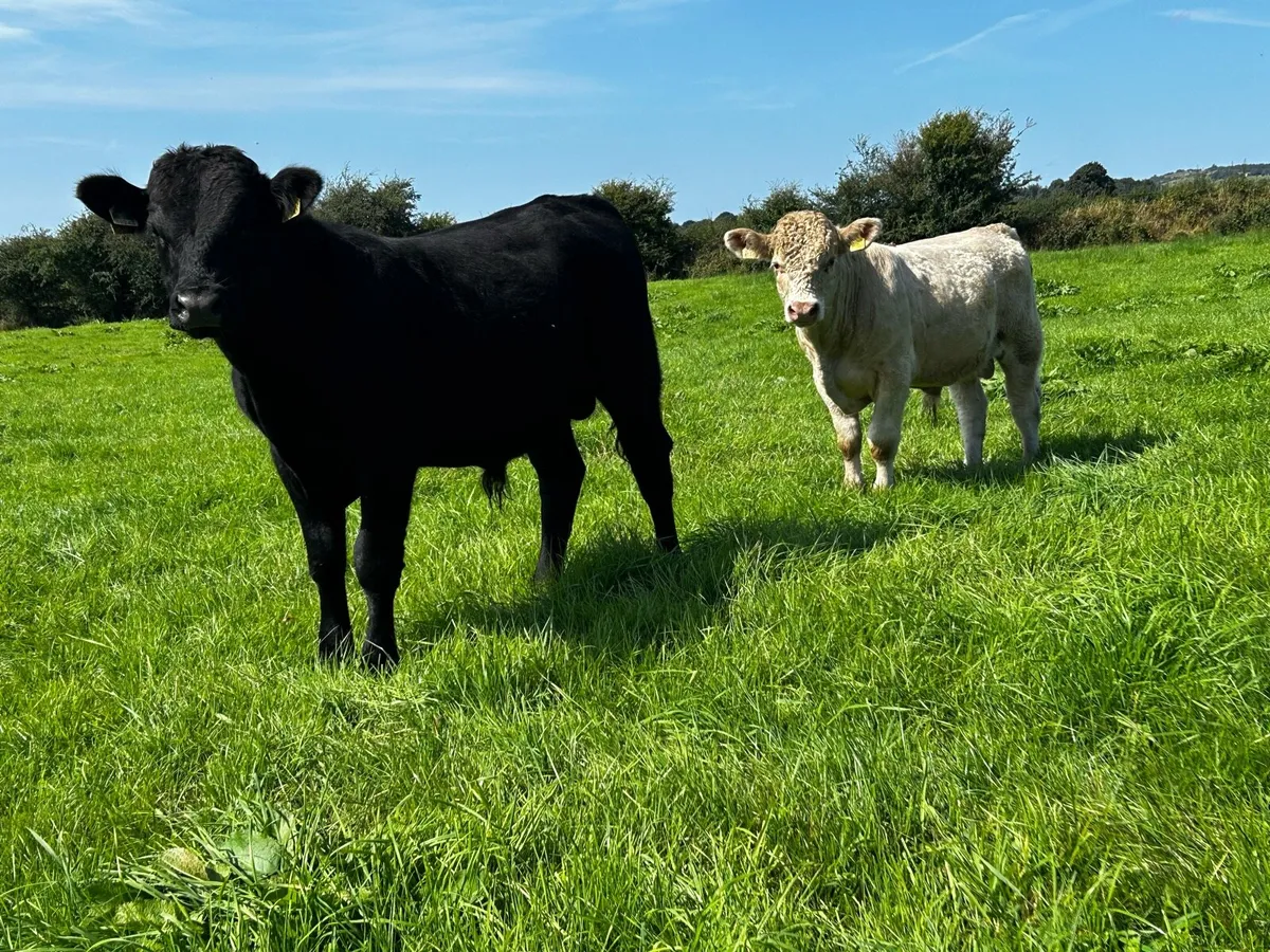 8 Bullocks - Image 3