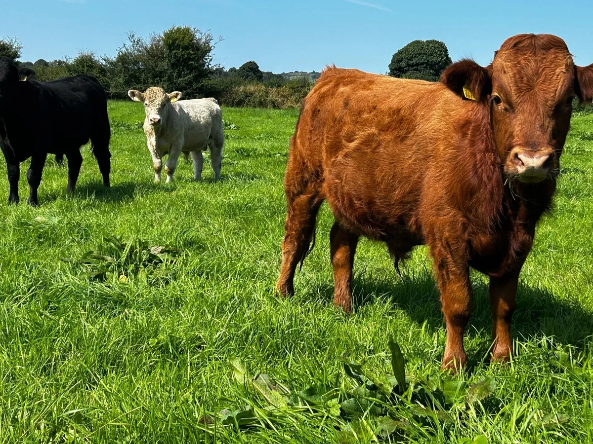 8 Bullocks - Image 4